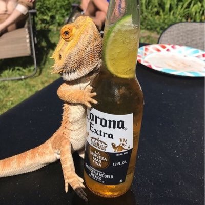 Profile Picture of Travis Harrison (@Avidchimp) on Twitter