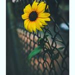 Profile Picture of bianca charitin almendarez (@bia_almendarez) on Instagram