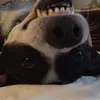 Profile Picture of Paul Reppa929 (@440numero.uno) on Tiktok