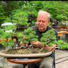 Profile Picture of David Easterbrook Bonsai (@davideasterbroook) on Tiktok