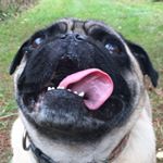 Profile Picture of Pug: Cooper James Bergmann (@pugbergmann) on Instagram