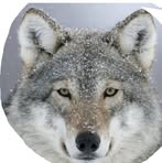 Profile Picture of Christian Higgins (@christian.higgins.707836) on Facebook