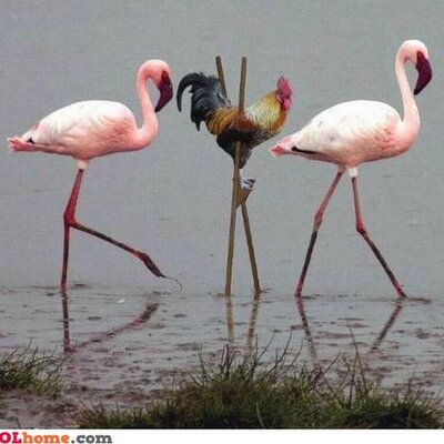 Profile Picture of Ng Chin Hock (@NgChinHock) on Twitter