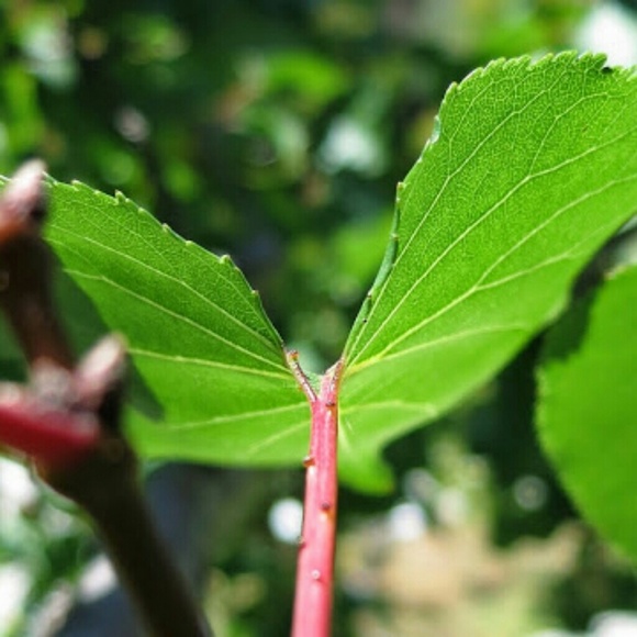 Abraham Azrag - Poshmark Profile Picture of Abraham Azrag (@kingibra) on Poshmark