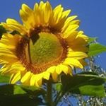 Profile Picture of Lori Simpson (@lorisimpson.plumas) on Instagram
