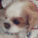 Profile Picture of Rose Olszewski (@roseolszewski) on Pinterest