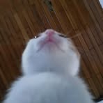 Profile Picture of Kenia Ramirez (@Kenia-Ramirez) on Facebook