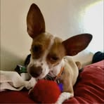 Profile Picture of Stephanie Basham (@LidlPinkPig) on Facebook