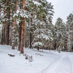 Profile Picture of Cefalo (@cefalorozalynla) on Instagram