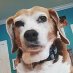 Profile Picture of Alex Bainbridge (@alex_bainbridge123) on Instagram