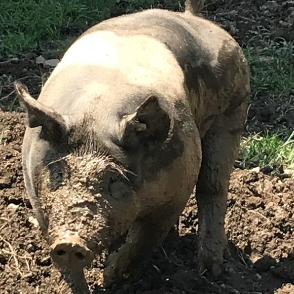 Profile Picture of Kelly Mostoller (@apostolic5) on Poshmark