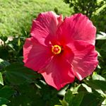 Profile Picture of Robyn Evans (@tigalova) on Instagram