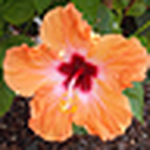 Profile Picture of Hannah James (@team-milly) on Flickr