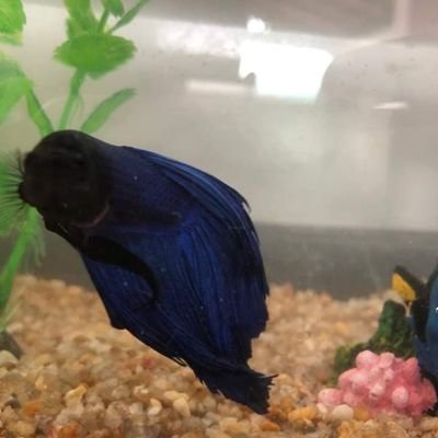 Profile Picture of David Galdino (@DavidGaldino20) on Twitter