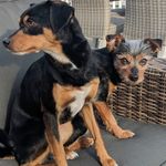 Profile Picture of Kimberly Kowalski (@milesbrusca) on Instagram