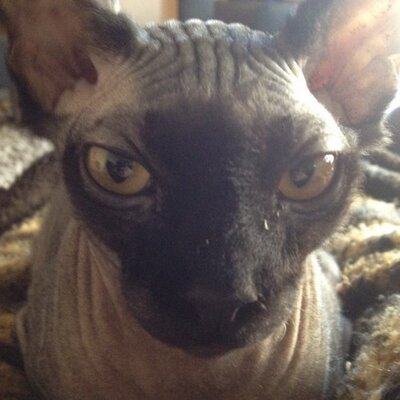 Profile Picture of Daniel Hays (@sphynxdude) on Twitter