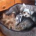 Profile Picture of Tina Wilcox (@tina.wilcox.1426) on Facebook