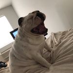 Profile Picture of Dan Scheider (@dscheider) on Instagram