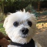 Profile Picture of Gina Silva (@ginasilva) on Instagram