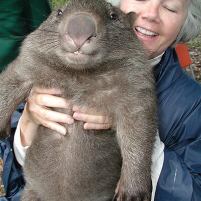 Profile Picture of Kevin Chaisson (@wombat921) on Twitter