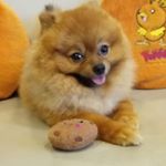 Profile Picture of Teddy (@teddybaconbear) on Instagram