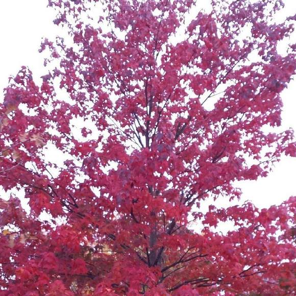 Profile Picture of Joanne Kennedy (@joannekenned773) on Poshmark