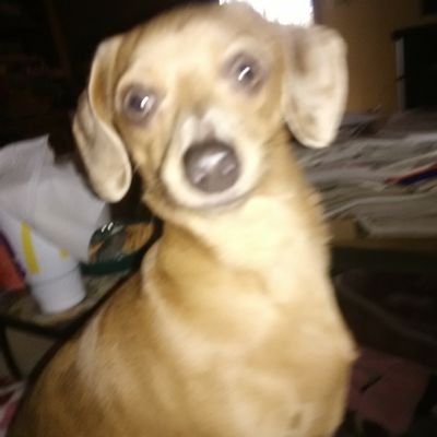 Profile Picture of Piper (@DebraJo70346286) on Twitter
