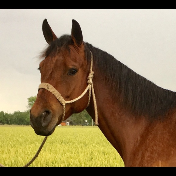 Profile Picture of Randi Battson (@rbattson) on Poshmark