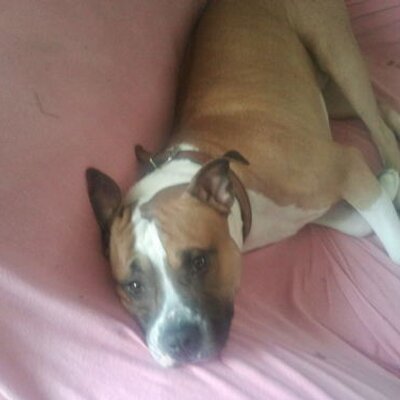 Profile Picture of Vladimir Pavlovic (@pavlovic40) on Twitter