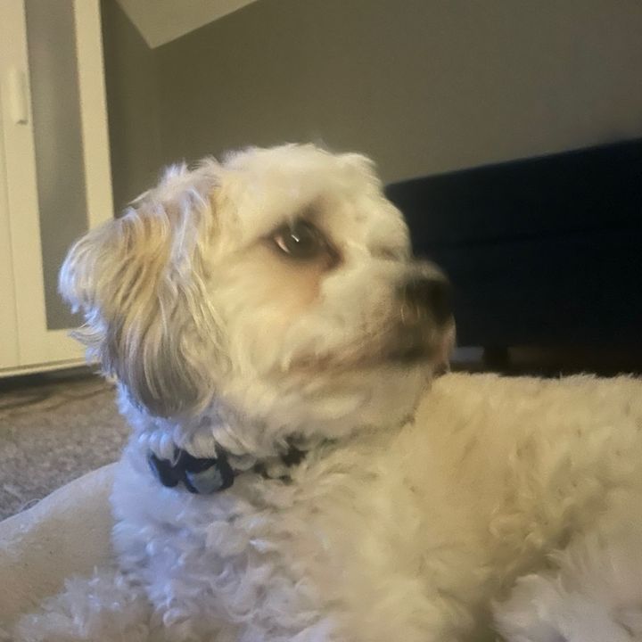 Profile Picture of Caleb Mueller (@calebmueller23) on Tiktok