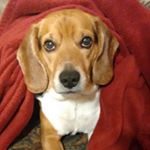 Profile Picture of Julie Ebert (@winstons_beagle_world1) on Instagram