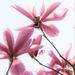 Profile Picture of Joëlle Labelle (@joellelabelle) on Pinterest