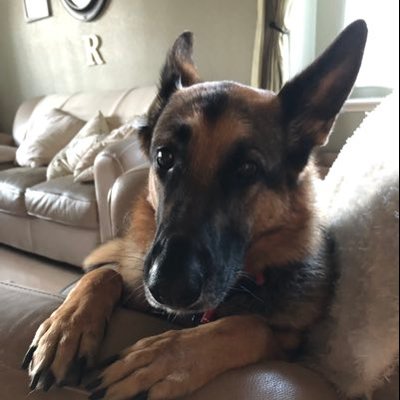 Profile Picture of Robin Foreman (@RobinFo61831244) on Twitter