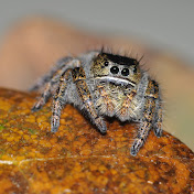 Profile Picture of Leah Ramsay (@LinnheRam) on Youtube