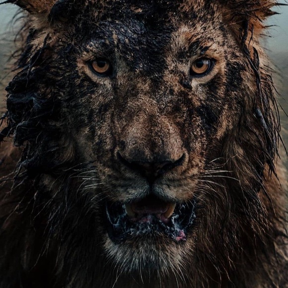 Profile Picture of Jermel Howard (@jermel_howard) on Poshmark