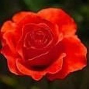 Profile Picture of Alice Lenington (@tresamegos) on Myspace