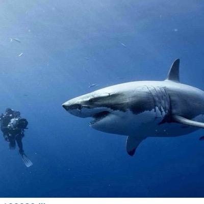 Profile Picture of Robin Brock (@robinfaced) on Twitter