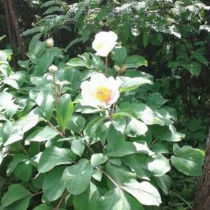 Profile Picture of Sofia Gus (@polly-polly) on Myspace