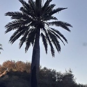 Profile Picture of Lorenzo Ibarra (@Lorenzo42205900) on Twitter