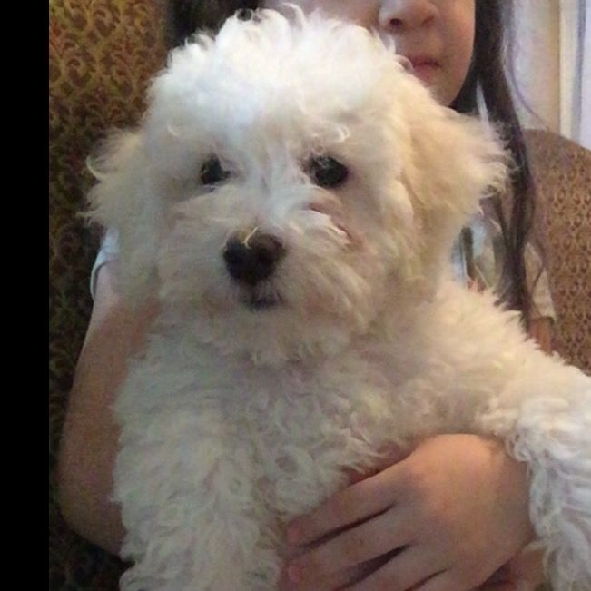 Profile Picture of Scott Pimentel🐾💕 (@.babyy_scotty) on Tiktok