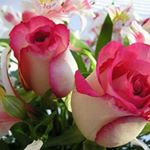 Profile Picture of Rosa Morales (@rosavirginiamorales) on Instagram