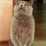 Profile Picture of Erik Whales (@the_serious_cat64) on Instagram