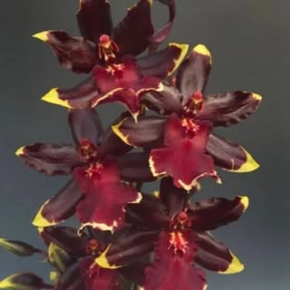 Profile Picture of durocher (@durocher_lee) on Instagram