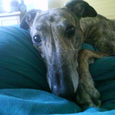 Profile Picture of Ian Staples (@Joshthehound) on Twitter