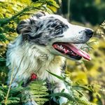 Profile Photo of Minha Border Collie Angel 🐾 (@bordercollieangel22) on Instagram