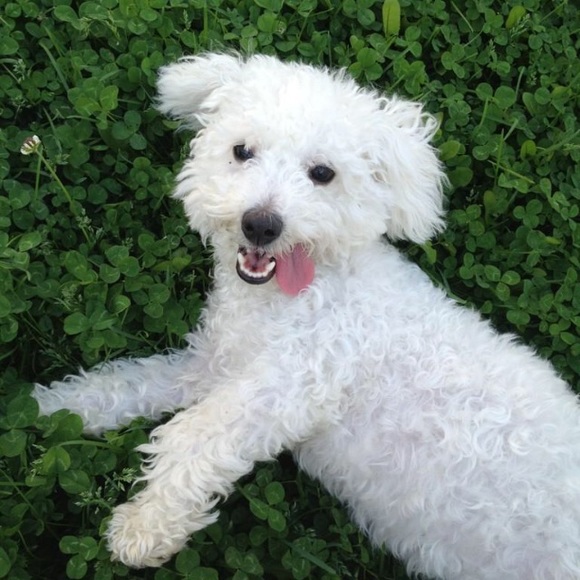 Profile Picture of Angela Scire (@scireangela) on Poshmark