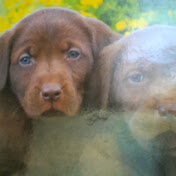 Profile Picture of Aaliyah Delpezzo (@aaliyahdelpezzo5444) on Youtube