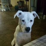 Profile Picture of Darlene Schreffler (@darleneschreffler) on Instagram