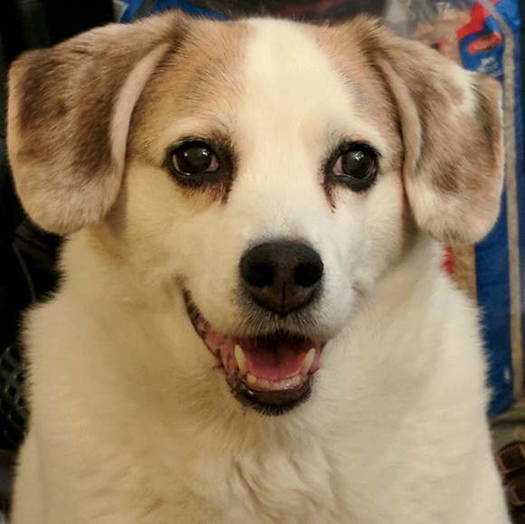 Profile Picture of Lisa Damiano (@32paws2knit) on Poshmark