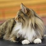 Profile Picture of Anna Franklin (@goldenoracles) on Instagram